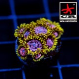Purple Monster Zoa WWC