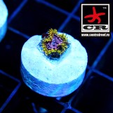Purple Monster Zoa WWC