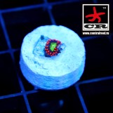 Goblin Fire Zoa