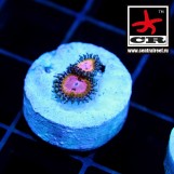 Pink Krakatoa Cornbreds Zoa