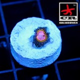 Pink Krakatoa Cornbreds Zoa
