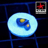 AOI Zoa