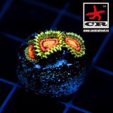 Rainbow Incinerator Zoa