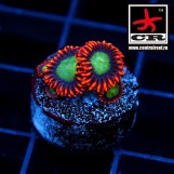 Goblin Fire Zoa