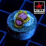 Purple Monster Zoa WWC