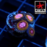 Pink Krakatoa Cornbreds Zoa
