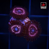 Tasers WWC Zoa