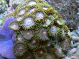 Zoanthus Sp - Зоантусы S