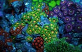 Zoanthus Sp collection - Зоантусы коллекционные M