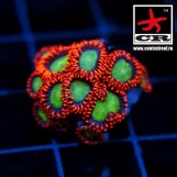 Zoa/Paly