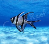 Pterapogon kauderni - Апогон Каудерна M