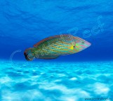 Halichoeres melanurus - Оранжевополосая радужница M
