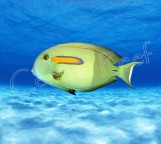 Acanthurus olivaceus - Оливковый хирург M