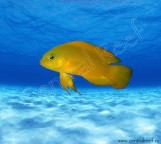 Pseudochromis fuscus - Ложнохромис золотой M