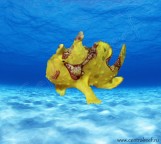 Antennarius maculatus Yellow - Бородавчатый желтый удильщик S